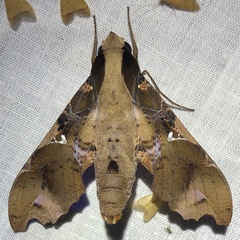 Callionima denticulata