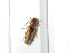 Conoderus vespertinus