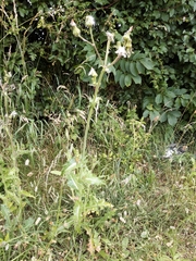 Sonchus asper