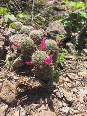 Mammillaria sheldonii