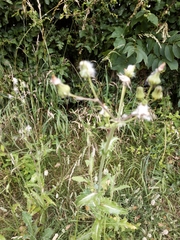 Sonchus asper