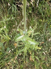 Sonchus asper