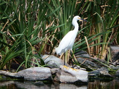 Egretta thula