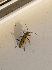 Chlorophorus glabromaculatus