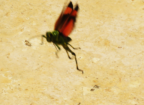 Chromacris miles