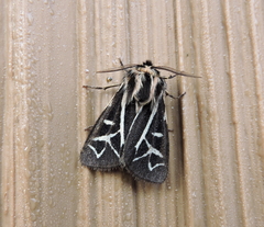 Apantesis williamsii