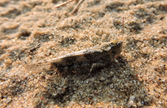 Trimerotropis huroniana