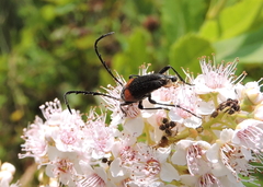 Stictoleptura canadensis
