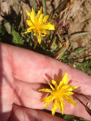 Microseris laciniata