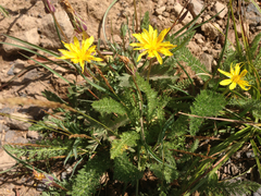 Microseris laciniata