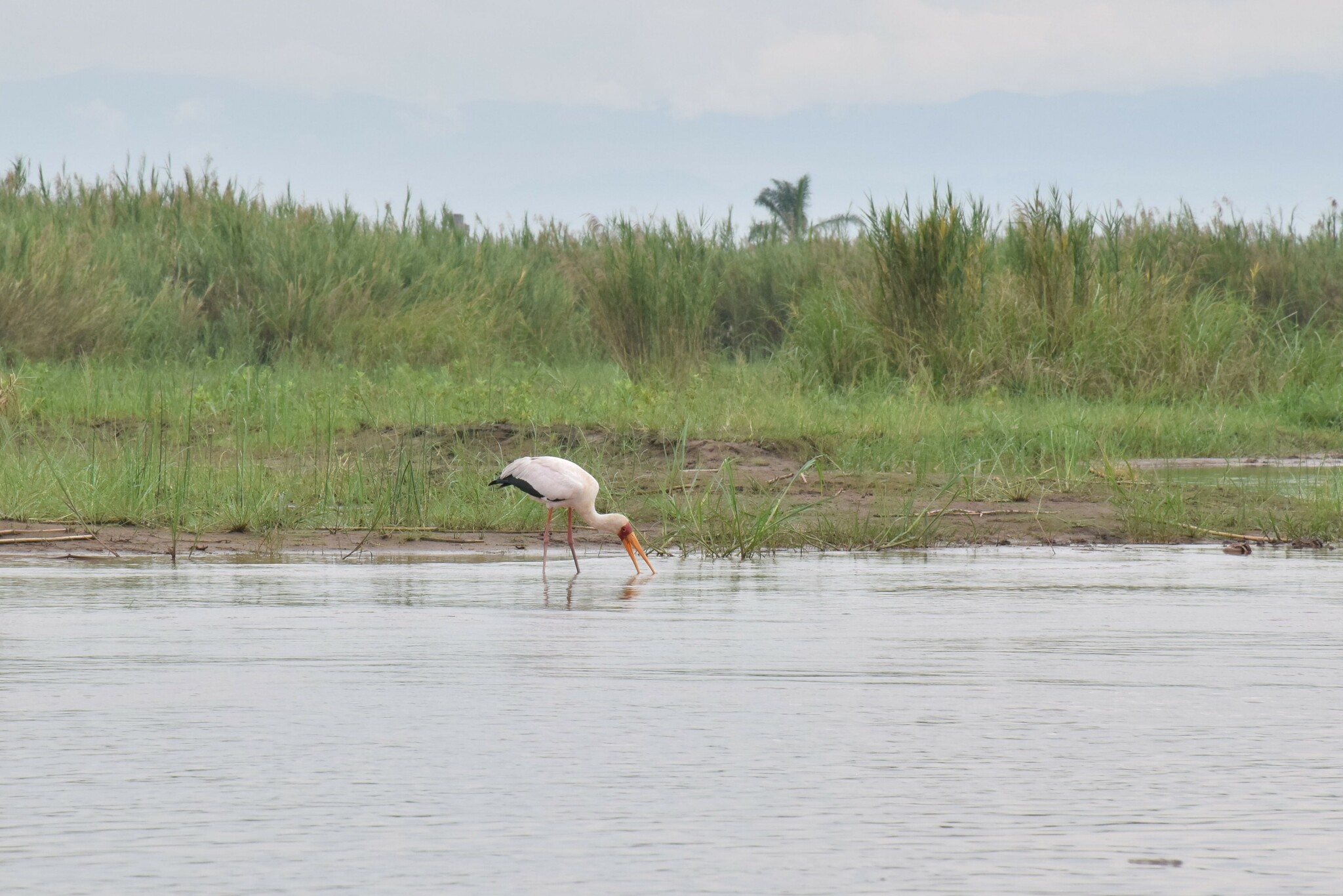 Yellow-billed Stork
