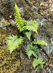 Polystichum imbricans