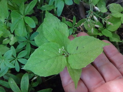 Circaea alpina pacifica