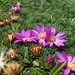 Xenophyllum roseum - Photo (c) arutamecotours,  זכויות יוצרים חלקיות (CC BY-NC), הועלה על ידי arutamecotours