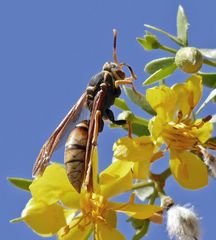 Polistes buyssoni