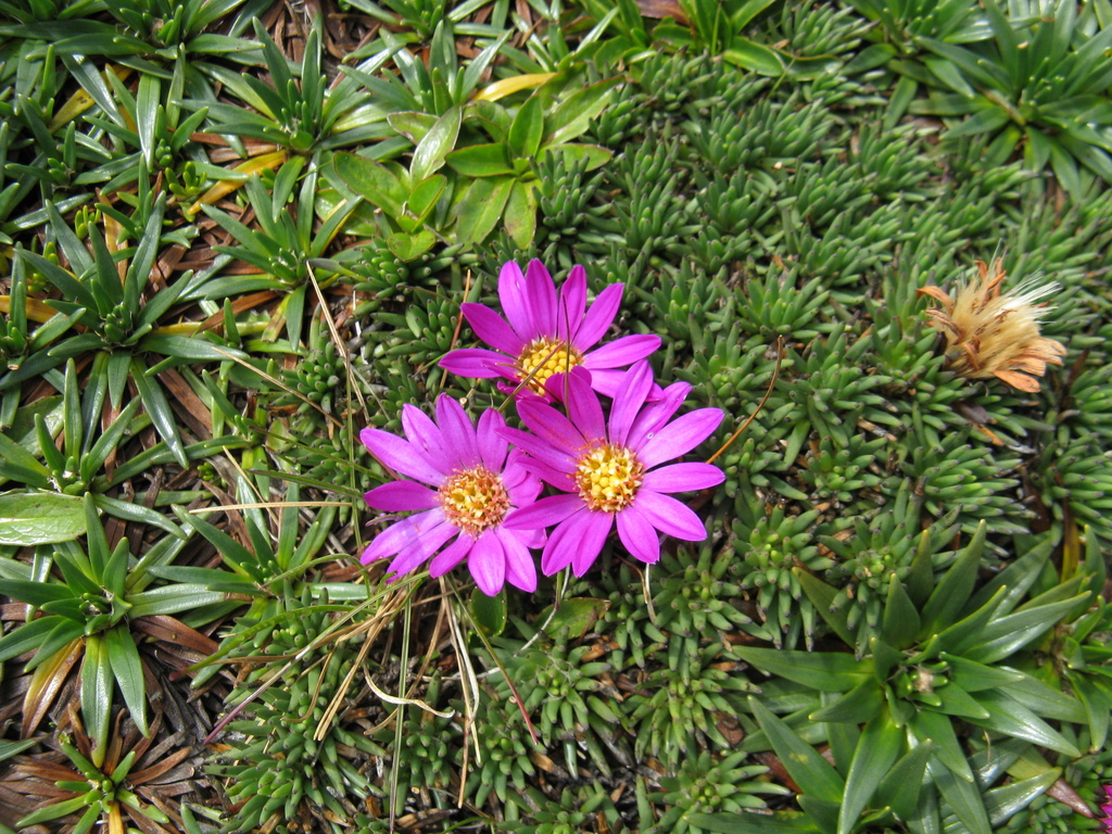 Werneria