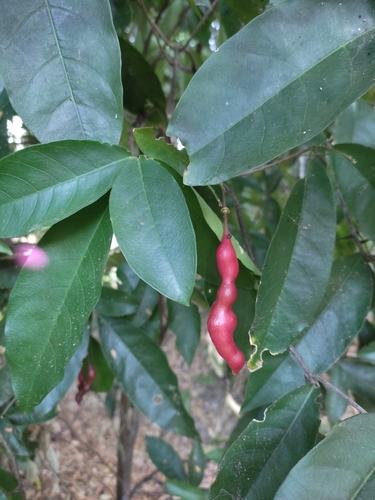 Church blossom (Capparidastrum frondosum)