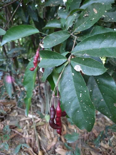 Image of Capparidastrum frondosum by (c) Macelo Costa, some rights reserved (CC BY)