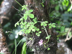 Oxalis nelsonii
