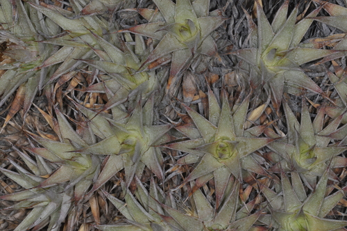 Deuterocohnia brevifolia
