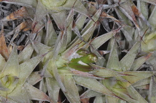 Deuterocohnia brevifolia