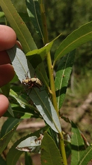 Macrodactylus uniformis