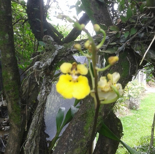 Rossioglossum ampliatum, 2024-11-23