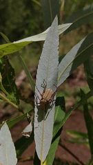 Macrodactylus uniformis