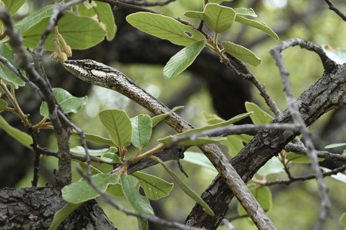 Oates' Vine Snake, Thelotornis oatesi