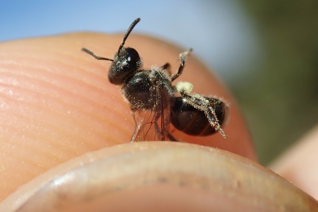 Lasioglossum transitorium planulum