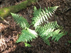 Dryopteris × boottii