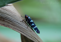 Balacha melanocephala