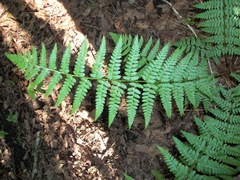Dryopteris × boottii