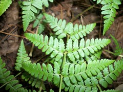 Dryopteris × boottii