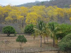 Handroanthus