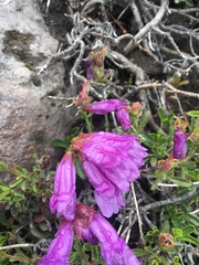 Penstemon cardwellii