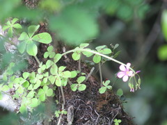 Oxalis nelsonii