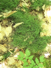 Equisetum scirpoides image
