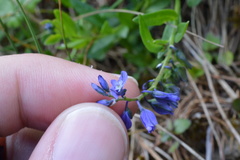 Polygala alpina