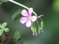 Oxalis nelsonii