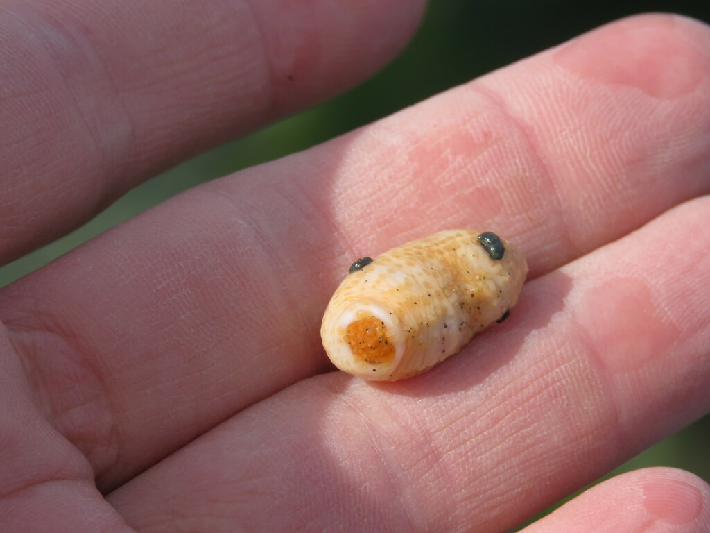 Saffron Sea Cucumber