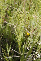 Equisetum pratense