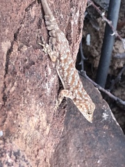 Barnard's Namib Day Gecko photo 2