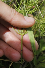 Equisetum pratense