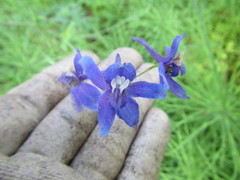 Delphinium depauperatum