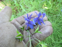 Delphinium depauperatum