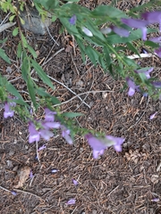 Penstemon whippleanus