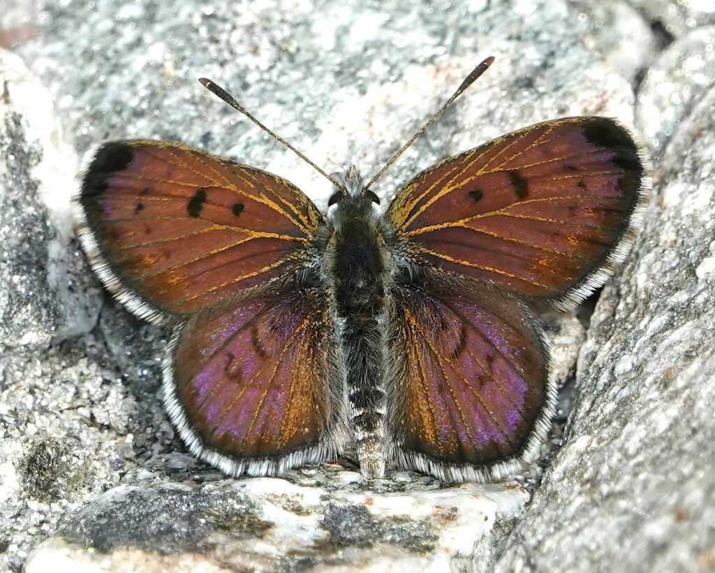 Western alpine boulder copper