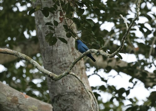 Blue Cuckooshrike (Cyanograucalus azureus), photo 4