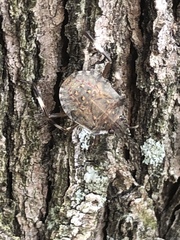 Halyomorpha halys